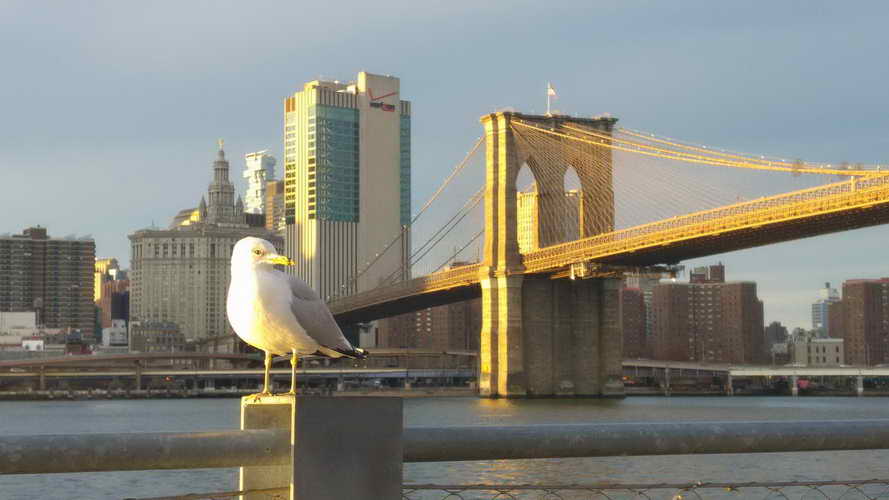 NYC_2017-11-26 15-59-27_CELL_20171126_155928